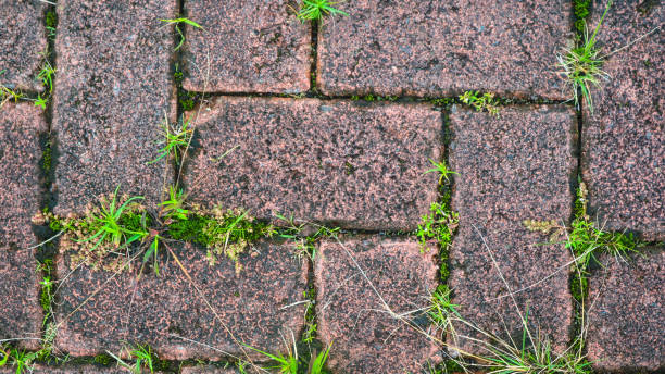 istock paving block texture with weeds in the cracks in the background 1591794892