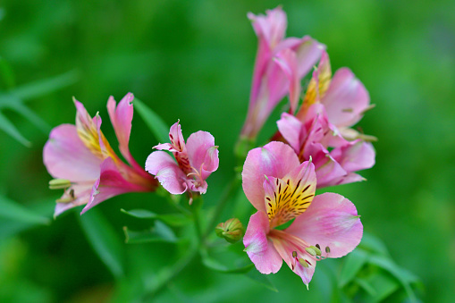 bright colors of blooming flowers