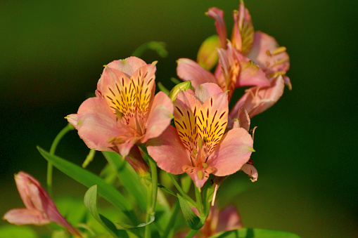 Alstroemeria, also called the Peruvian lily, Lily of the Incas, Parrot lily, New Zealand Christmas bell, Parrot flower, Red parrot beak, is native to South America. Alstroemeria is best known as cut flowers and lasts as long as two weeks in a vase, but it can also be grown in the garden. Alstroemeria flowers bloom from late spring to early summer and come in many shades of colors such as red, orange, pink, yellow, rose, purple and white.
