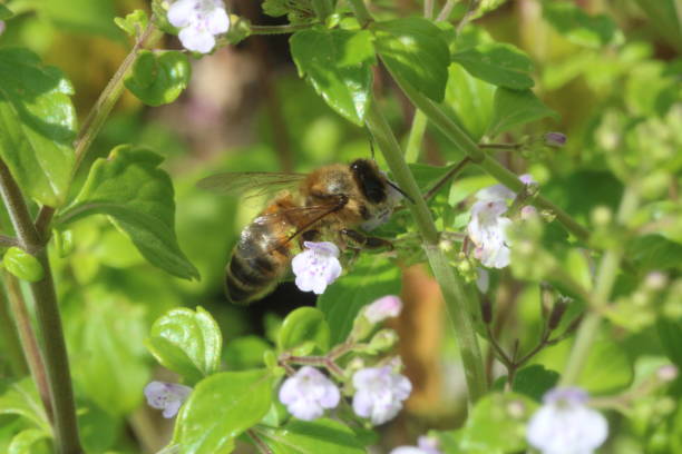 istock Honey Bee - Apis mellifera on Catmint (Nepeta) 1591806956
