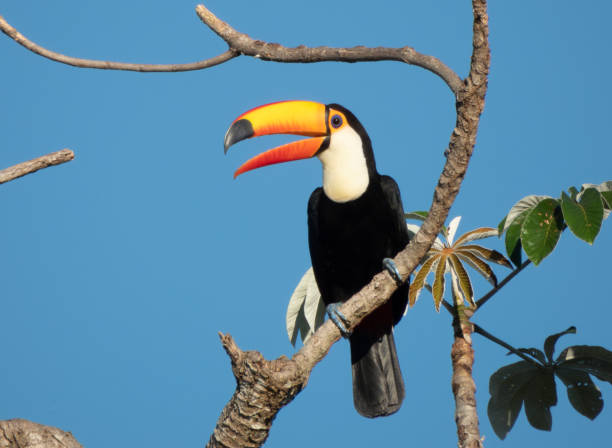 Toco toucan (Ramphastos toco) on a branch in Pantanal, Brazil