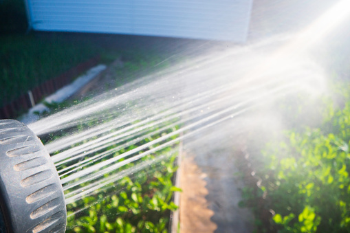 Garden hose and gun nozzle watering vegetable plants in summer. Gardening concept. Agriculture plants growing in bed row.