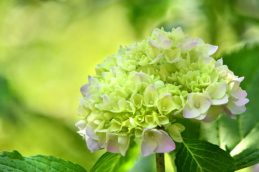 Bouquet of green flower hydrangea on garden background. High resolution photo. Full depth of field.