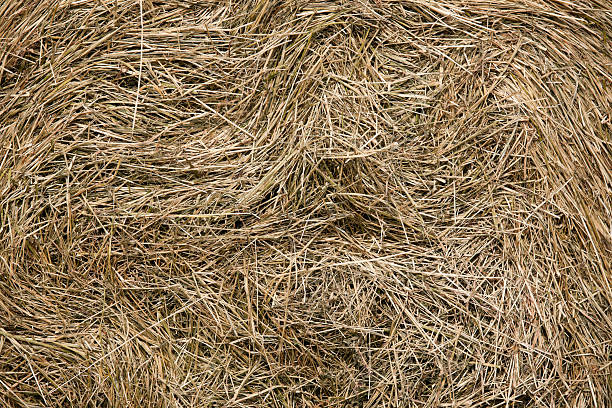 istock Brown hay straw shafts in a bundle as background texture 159181513