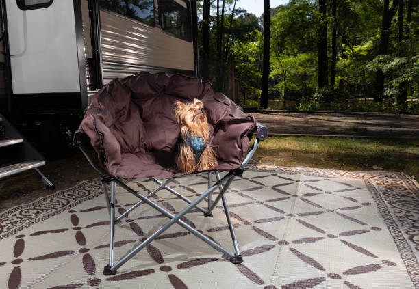 istock Obedient Yorkie that loves RV life 1591815396