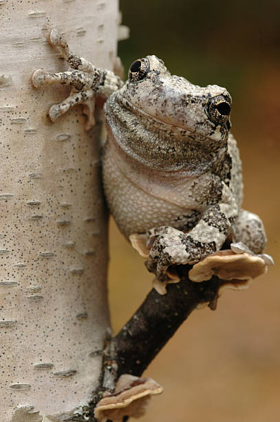 серый квакша (hyla versicolor) - camouflage animal frog tree frog стоковые фото и изображения