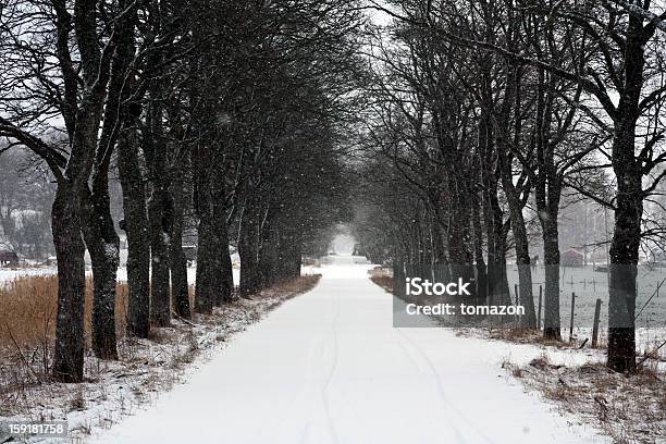 Winter Avenue Stockfoto und mehr Bilder von Baum - Baum, Fotografie, Horizontal