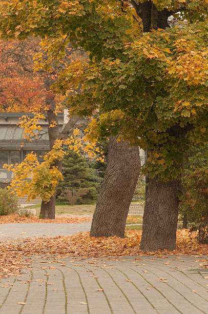 istock Autumn colors and fallen leaves 159181950