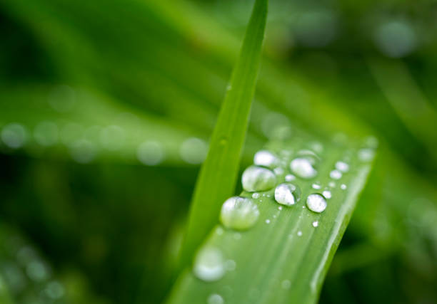 Rain water droplets on fresh green winter grass