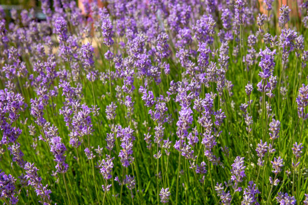 istock Lavender bushes closeup at sunny day. 1591832791