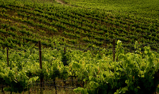 Vineyard, rows of vines in early autumn time at dusk,  view from above, forest background in Ourense province, Galicia, Spain.