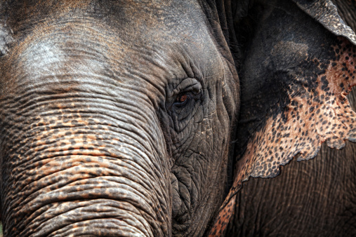 Close up image of an elephant in sepia