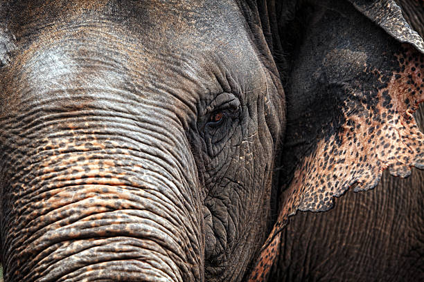 Elephant Close Up stock photo