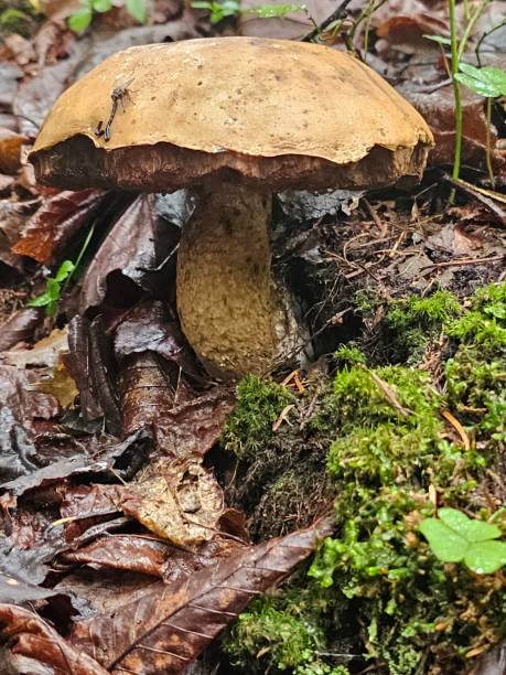 istock Big forest mushroom after rain Quebec Landscape 1591838100