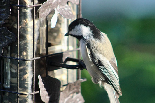 A black capped chickadee that is perched on a bird feeder eating seed.