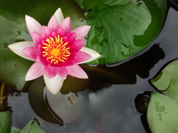 istock Hardy Nymphaea Escarboucle water lilly close-up. Bavaria, Germany. 1591846009