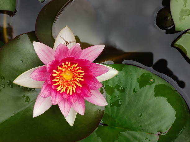 istock Hardy Nymphaea Escarboucle water lilly close-up. Bavaria, Germany. 1591846843