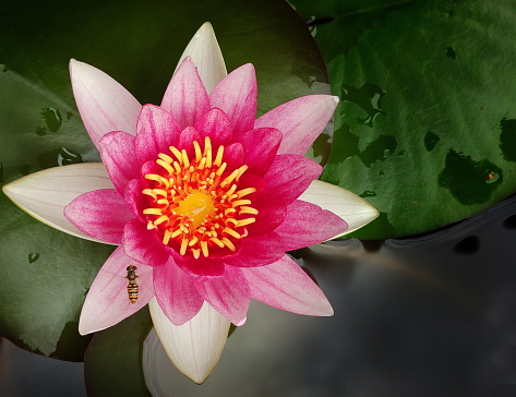 We have three Nymphaea varieties. The soft pink \
