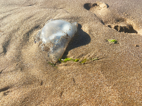Jellyfish on the sand at beach
