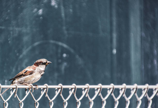 istock Close-up of bird perching on fence 1591862907