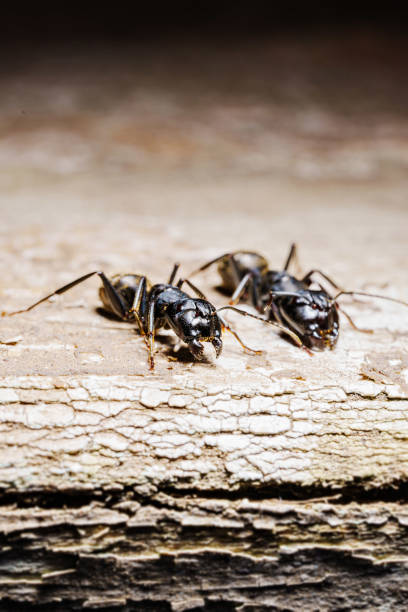 close-up. A black woodworm ant on the surface of a tree.