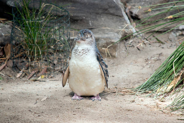 il pinguino fatato camminò lungo il sentiero verso l'acqua - fairy penguin foto e immagini stock