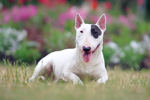 White with a brown patch Bull Terrier dog posing outdoors lying down on a green grass near a flowerbed in summer