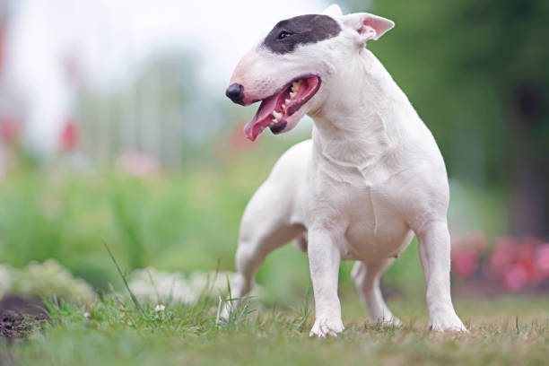 istock Adorable white with a brown patch Bull Terrier dog posing outdoors standing on a green grass in summer 1591869542