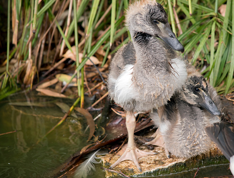 the magpie gosling has grey fluff and white feathers starting to show. It has a brown eye and dark grey beak.