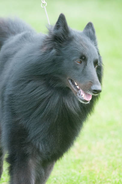 istock Belgian Sheepdog close-up with green grass background 1591874389