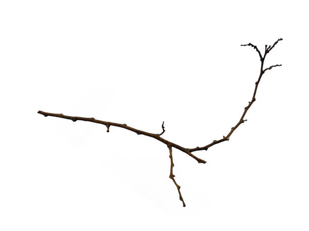 istock Twigs, set macro dry branches birch isolated on white background, with clipping path. Tree branches set isolated on white background. Wood pile or tree sticks isolated on white background 1591875458