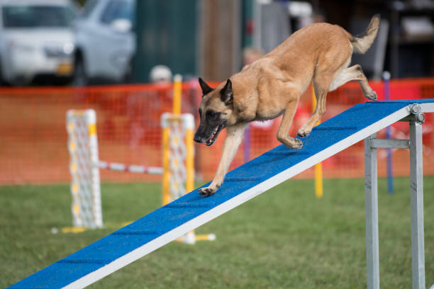 istock Belgian Malinois running down agility ramp 1591882080