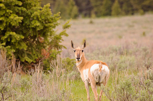 Pronghorn antelope doe stock photo