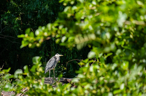 Grey Heron in the river perched on a log with outstretched wings basking in the sun