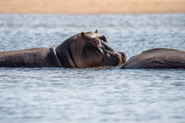 istock The hippopotamus (Hippopotamus amphibius) stock photo 1591892124