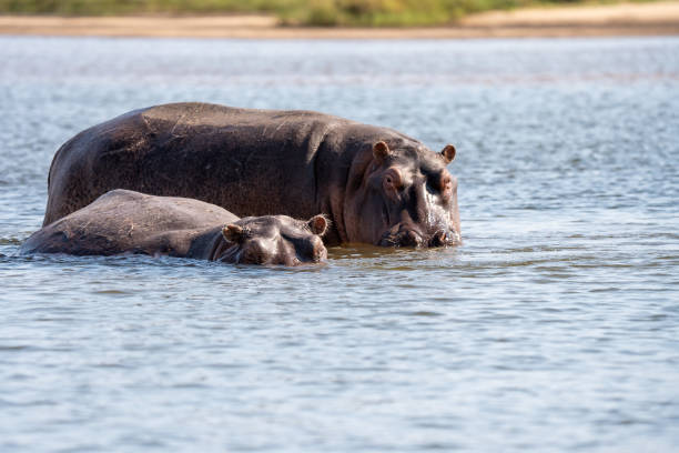 istock The hippopotamus (Hippopotamus amphibius) stock photo 1591892135