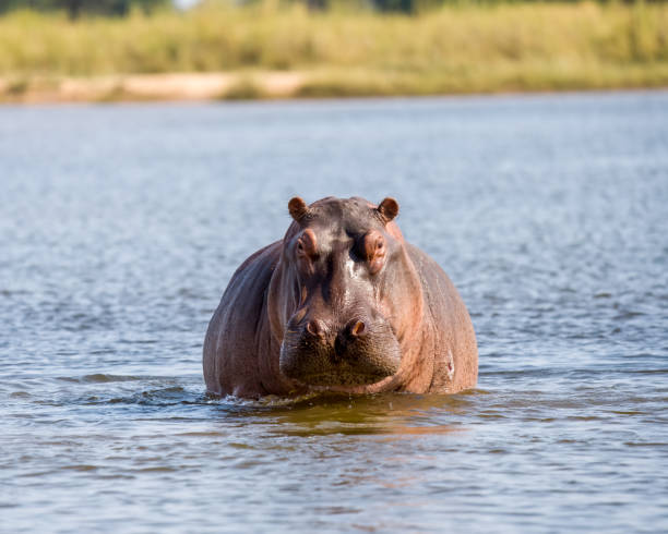 istock Hippopotamus in a river stock photo 1591892140
