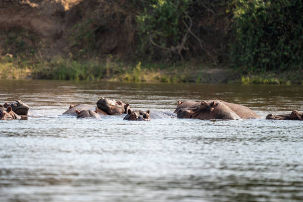 istock The hippopotamus (Hippopotamus amphibius) stock photo 1591892666