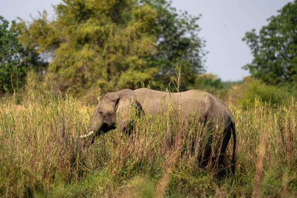 istock African Elephant stock photo 1591892675