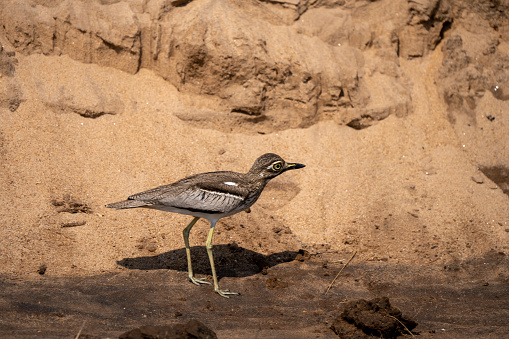 The water thick-knee or water dikkop (Burhinus vermiculatus) is a species of bird in the thick-knee family Burhinidae. Picture taken at Lower Zambezi National Park.