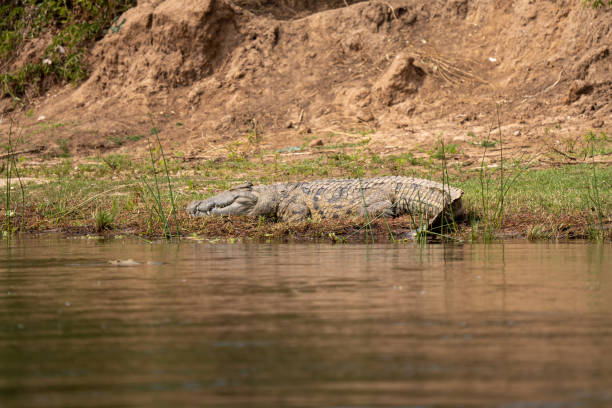 istock Saltwater Crocodile stock photo 1591892935