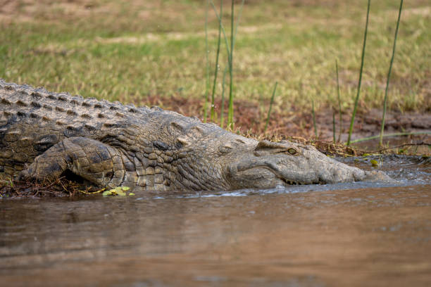istock Crocodile stock photo 1591893780