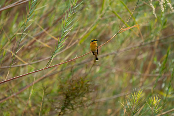 istock Little Bee-eater stock photo 1591893805