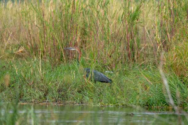 istock Purple Heron (Ardea purpurea) stock photo 1591894333