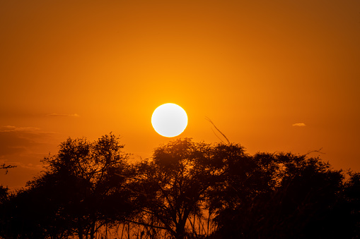 Beautiful sunset in the African savanna.