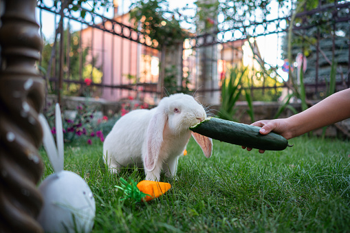 Unrecognizable Caucasian girl feeding an rabbit with an cucumber during an Easter celebration