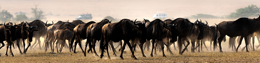 Wildebeest Antelopes near the Mara River in Masai Mara at Great Migration