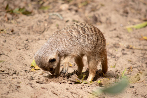 istock the meerkat is digging in the sand 1591915747