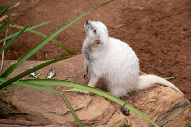 istock this is an albino meekat 1591915827