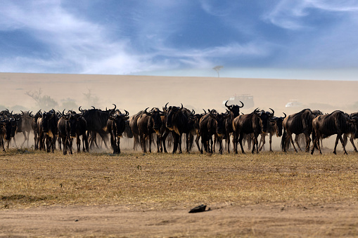 The springbok medium-sized antelope in the savanna at the Etosha Pan. Etosha National Park, Namibia